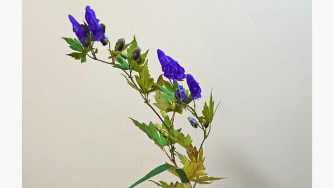 鳥兜の花咲く・其二│花信