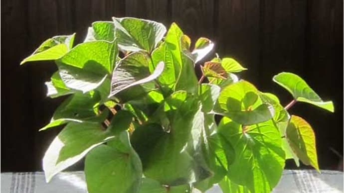 観葉植物のように