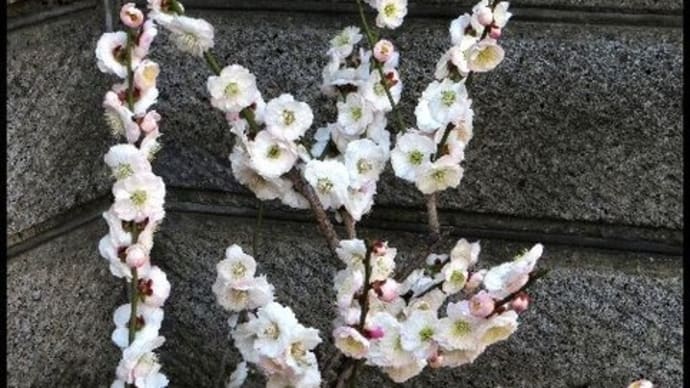 梅「思いのまま」 オキザリス
