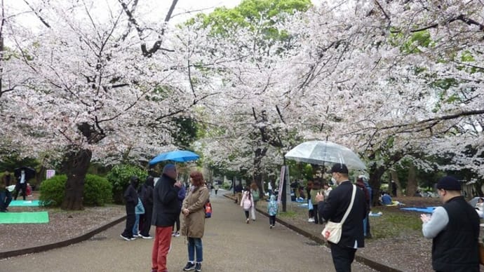 上野公園の桜と東京国立博物館 特別展「東福寺」230328
