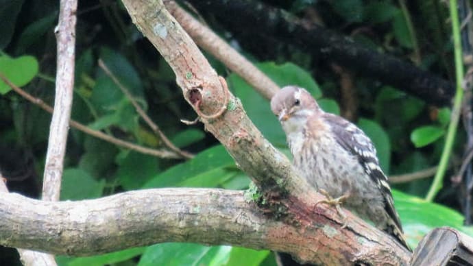 Japanese Pygmy Woodpecker
