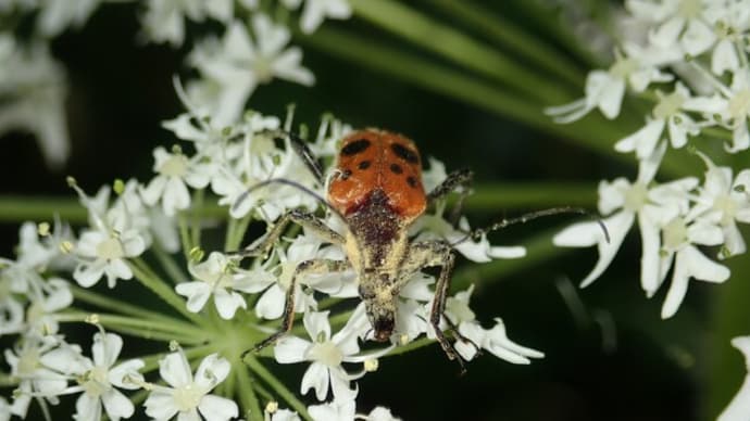 モモブトハナカミキリ