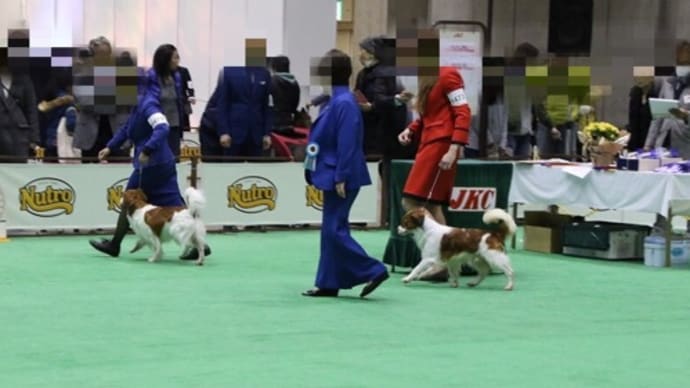FCI Japan  international dog show 2017