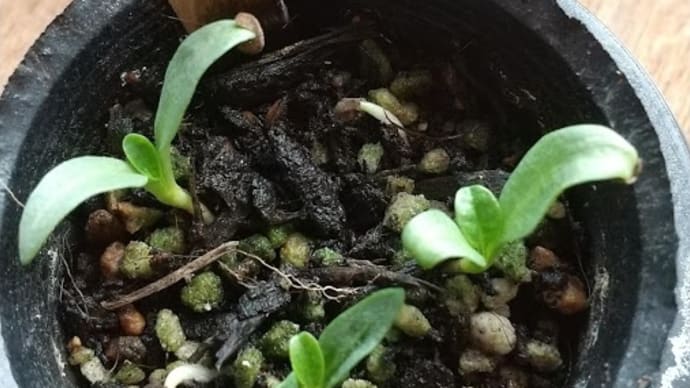 マンドラゴラの植え替え