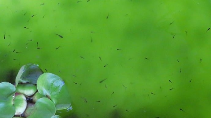 我が家の淡水魚 メダカ200匹!