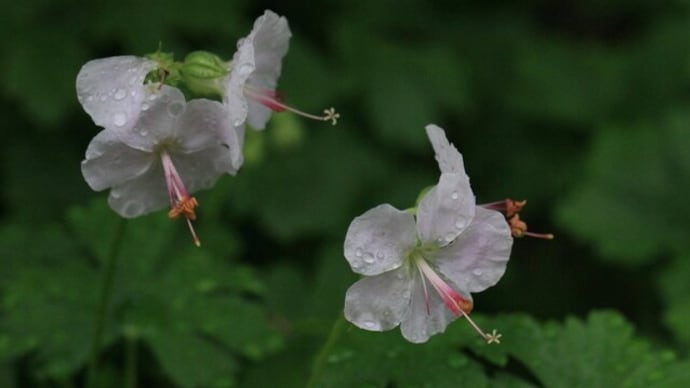 水生花園のフウロソウ