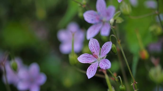 ★晩夏の野の花や実(備中風露・アブラチャンの実・ツリフネソウ)2023
