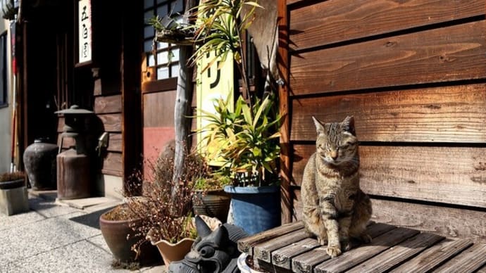 坂の街の猫たち 2025年2月 その9