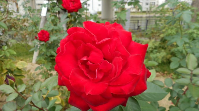 フランスの真っ赤なバラ
