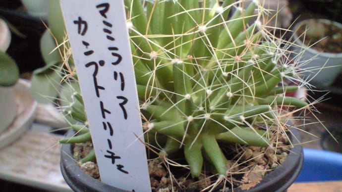 季節外れの開花?