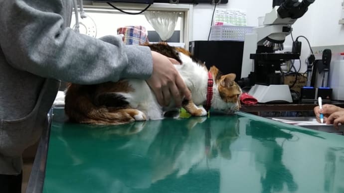 つぶあん、血糖値が高いままなので