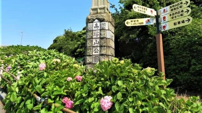北九州市若松区「高塔山公園と紫陽花」①＆ミコちゃん！いつの間に・・・😺