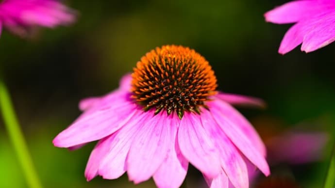 今日の花散歩