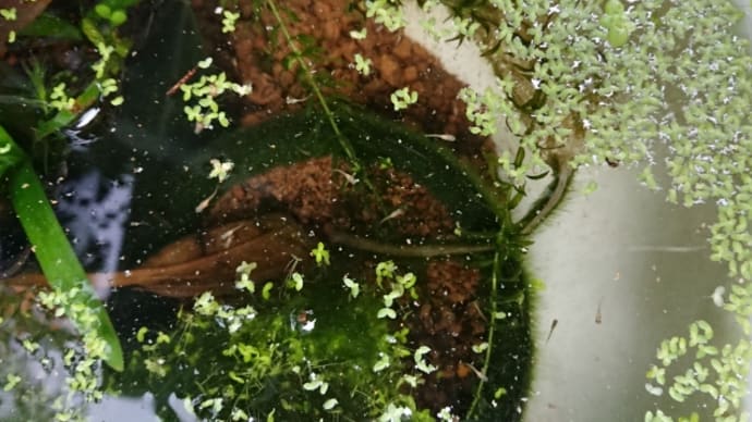 メダカ成長の準備