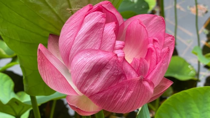 浄瑠璃寺の花々