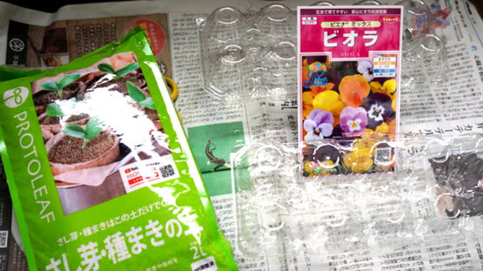 ビオラを種から育てる。2