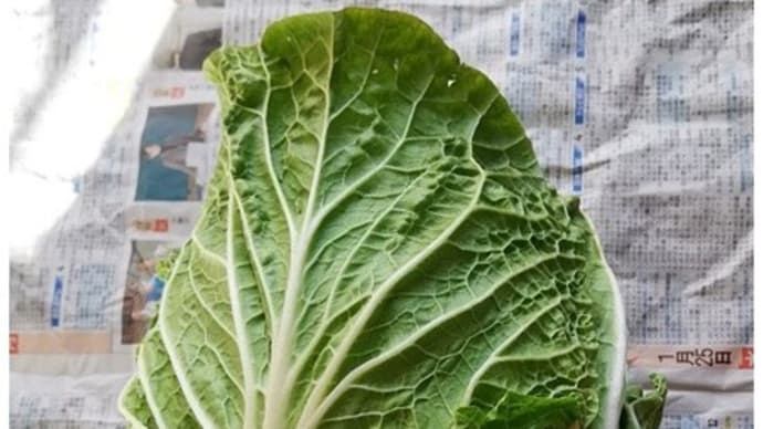 黄芯白菜最後の収穫