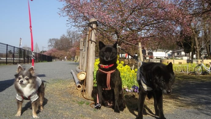 続 小田野中央公園・河津桜