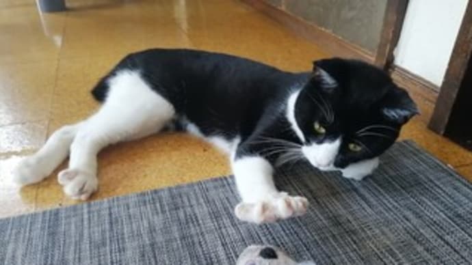 八割れ猫・シッポナのお父さん愛が止まらない