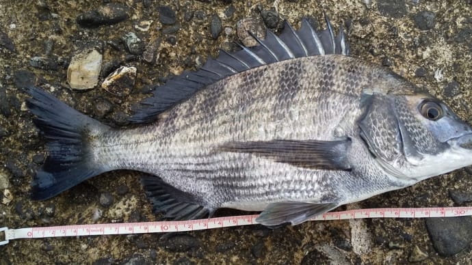 靴の底が抜けても南で30cm釣る