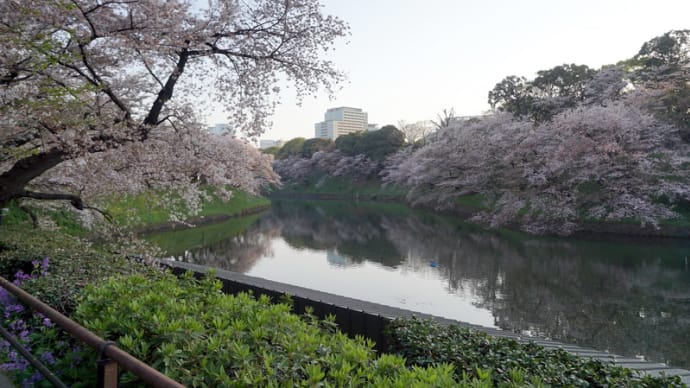 千鳥ヶ淵の桜