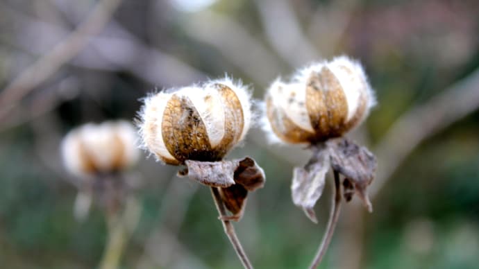 二俣城散歩で春を探す　壬生織り木綿