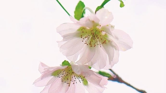 神無月の桜・°*