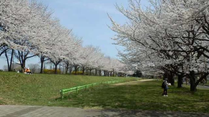 川越水上公園の桜並木