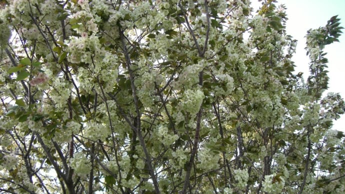御衣黄桜(ぎょいこうざくら)