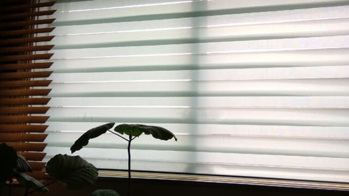 涼し気な切り花