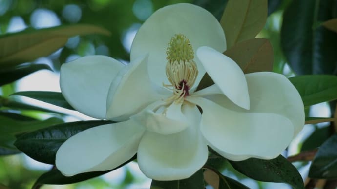 ●卯辰山 タイサンボク(泰山木) 花菖蒲
