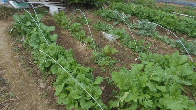 <我が家の菜園481> 秋冬野菜 順調