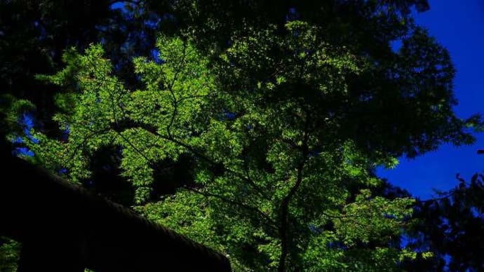 2025年5月中旬:唐沢山城址に登城してきた(緑具合偵察)