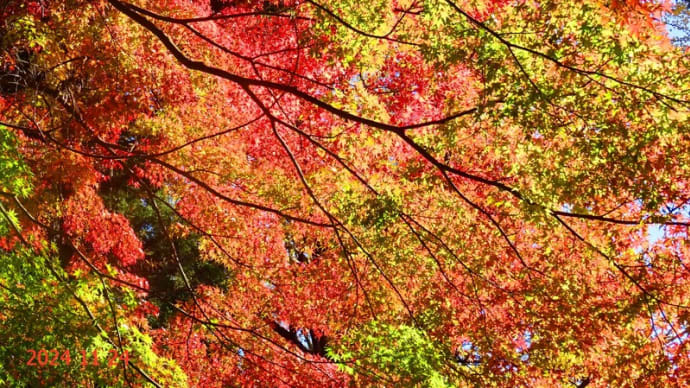 街にも紅葉が舞い降りて来た(2024/11/24)