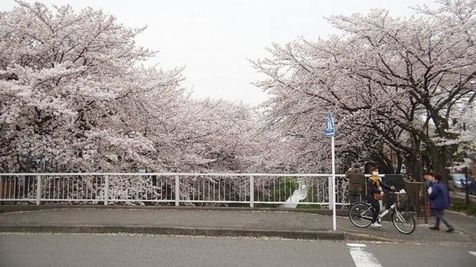 散歩道の桜撮り