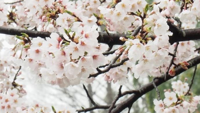 桜…雨の土曜日