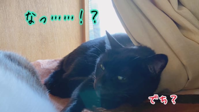 ニコたんがっ…!