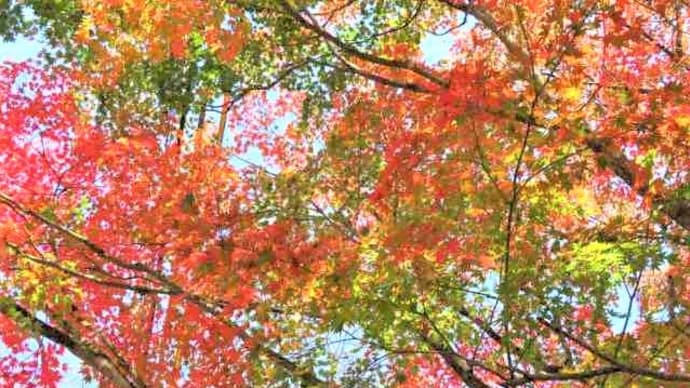 大分県中津市耶馬渓町「多彩な色の紅葉」