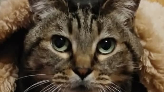 コートを着たおばあちゃん?ハコ