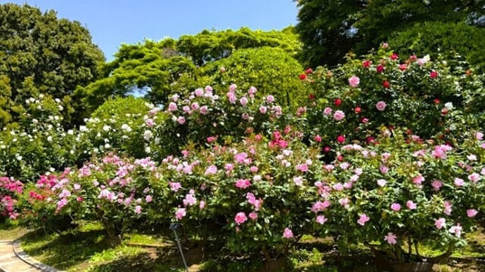 「春バラ」/海の見える丘公園