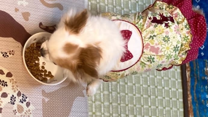 犬のご飯について