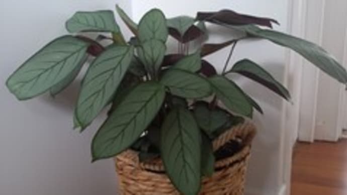 立って寝る植物
