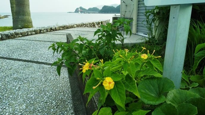 花紀行~2色のオシロイバナ