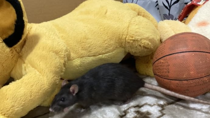 おとはのへやんぽ♪