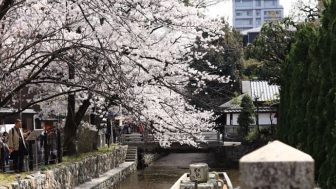 京都高瀬川一之船入町の桜