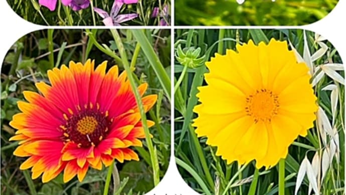 桂川沿いのお花!お花😍