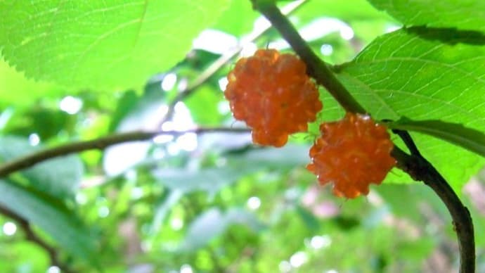 ヒメコウゾ(姫楮)・ナツハゼ(夏櫨)・ヤマモモ(山桃)の実・ヤブムラサキ(藪紫)・ハナイカダ(花筏)の実・ムシヒキアブ・ヨツスジ花カミキリ・俳句鑑賞