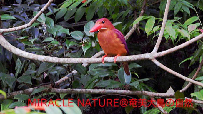 会社敷地のリュウキュウアカショウビン