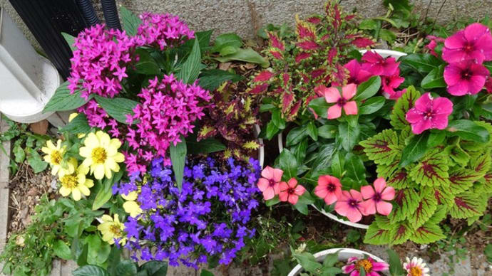 最近買ったお花です🌷(6/5)