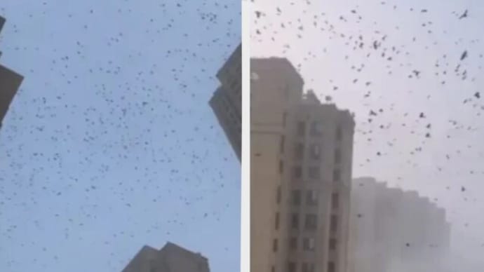 空に現れた大量の黒い鳥 「天下大変の前兆か」と不安の声が広がる=中国 天津